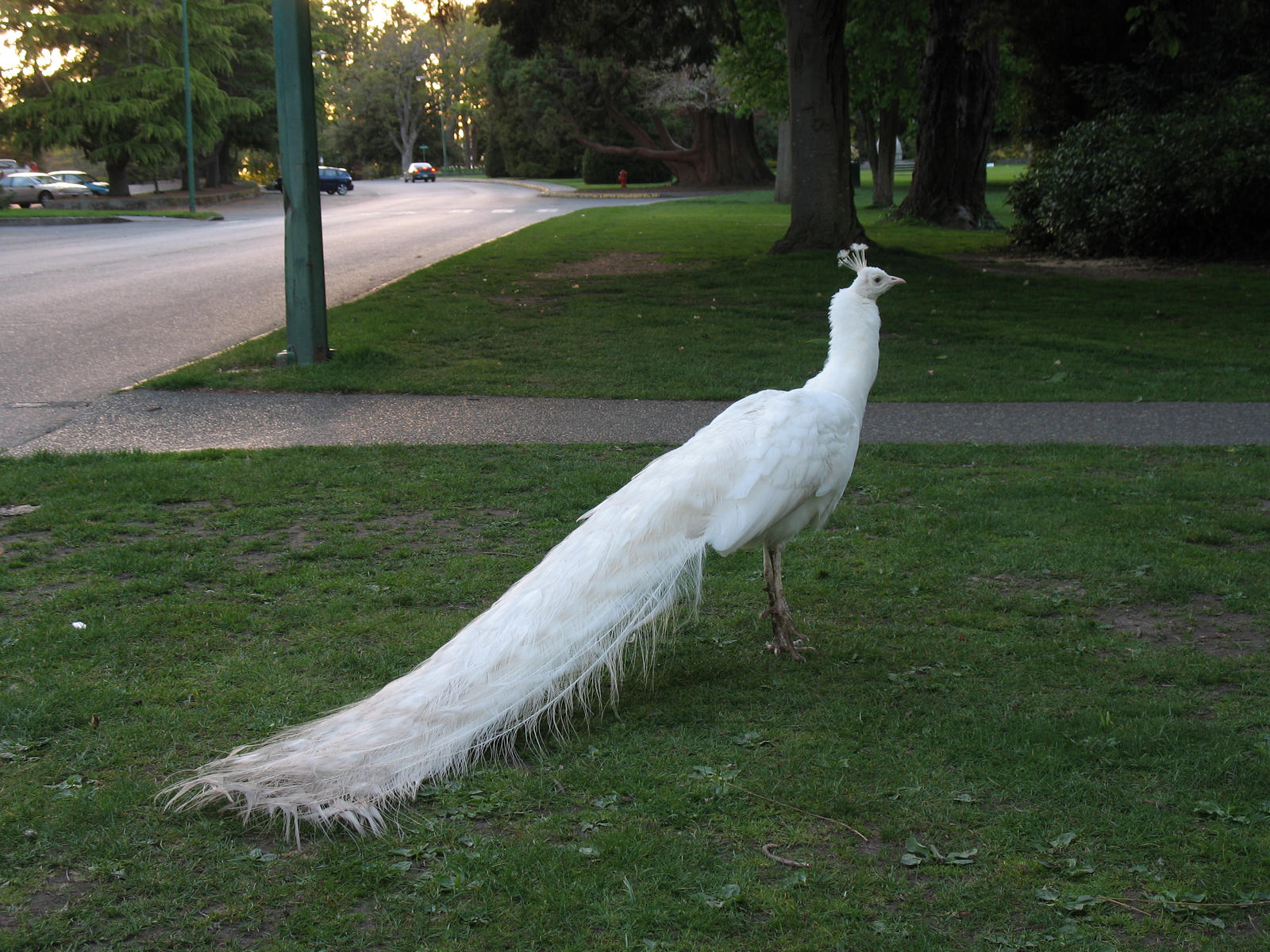 White Peacock