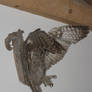 Owl Wings 2