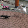 Seagull Wings