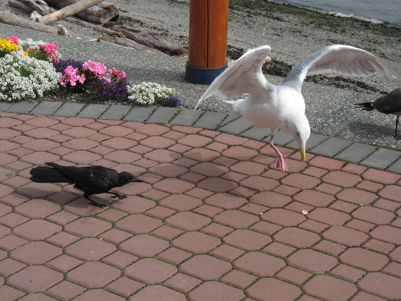 Seagull Wings