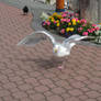Sea Gull Wings 5