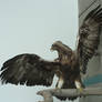 Eagle wings 2