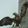 Eagle wings 3