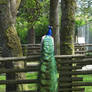 Peacock on Fence