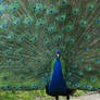 Peacock 2