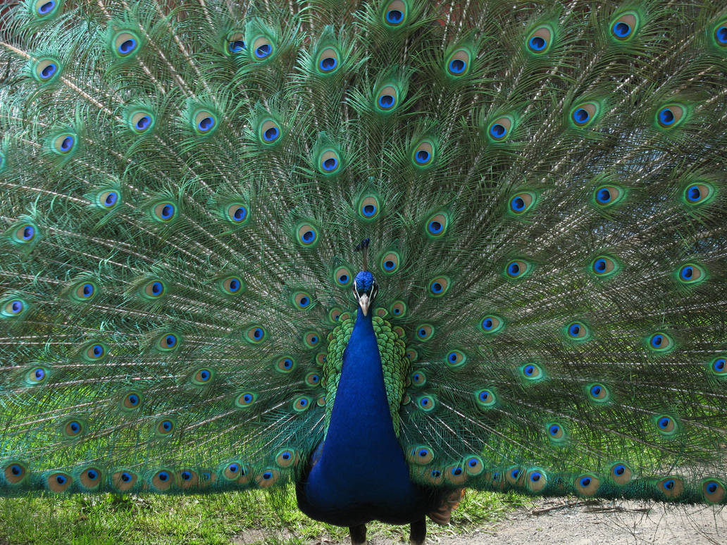 Peacock 2