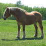 Palomino Draft Mare 1