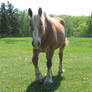 Palomino Draft Mare 3