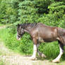 Clydesdale 3