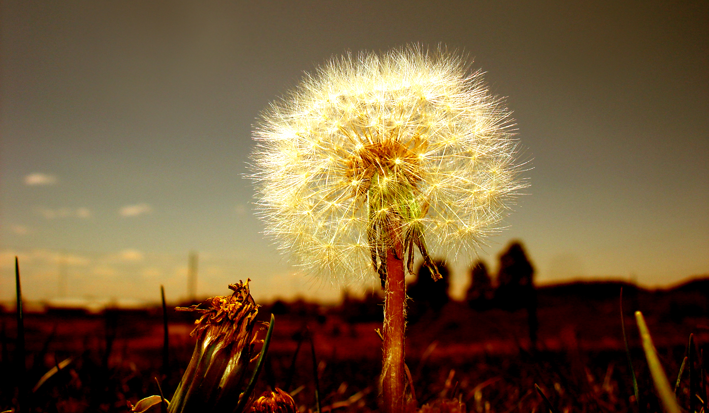 Dandilion