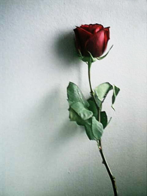 the last rose