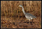 Grey Heron by Kernow-Photography