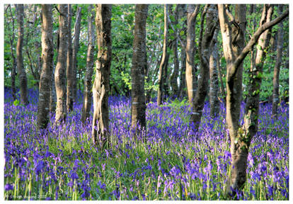 Bluebells