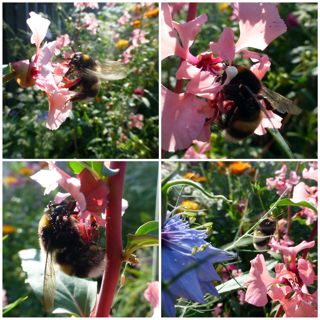 Foraging Bumblebee