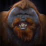 Orangutan