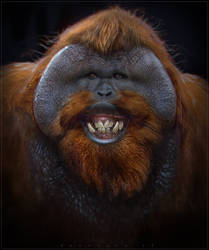 Orangutan