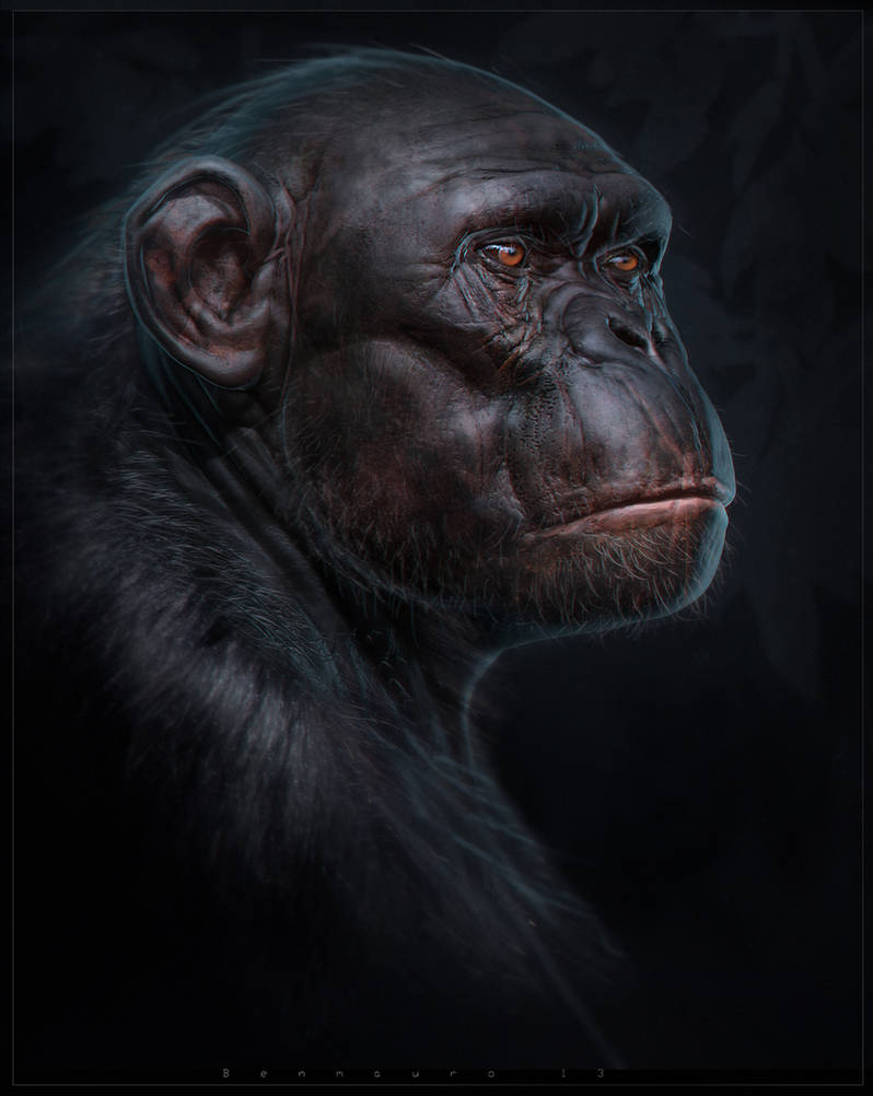 Primates Deviantart Primate Anatomy tutorial by BenMauro on DeviantArt