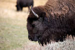 Bison Print 2007 by Hatch1921