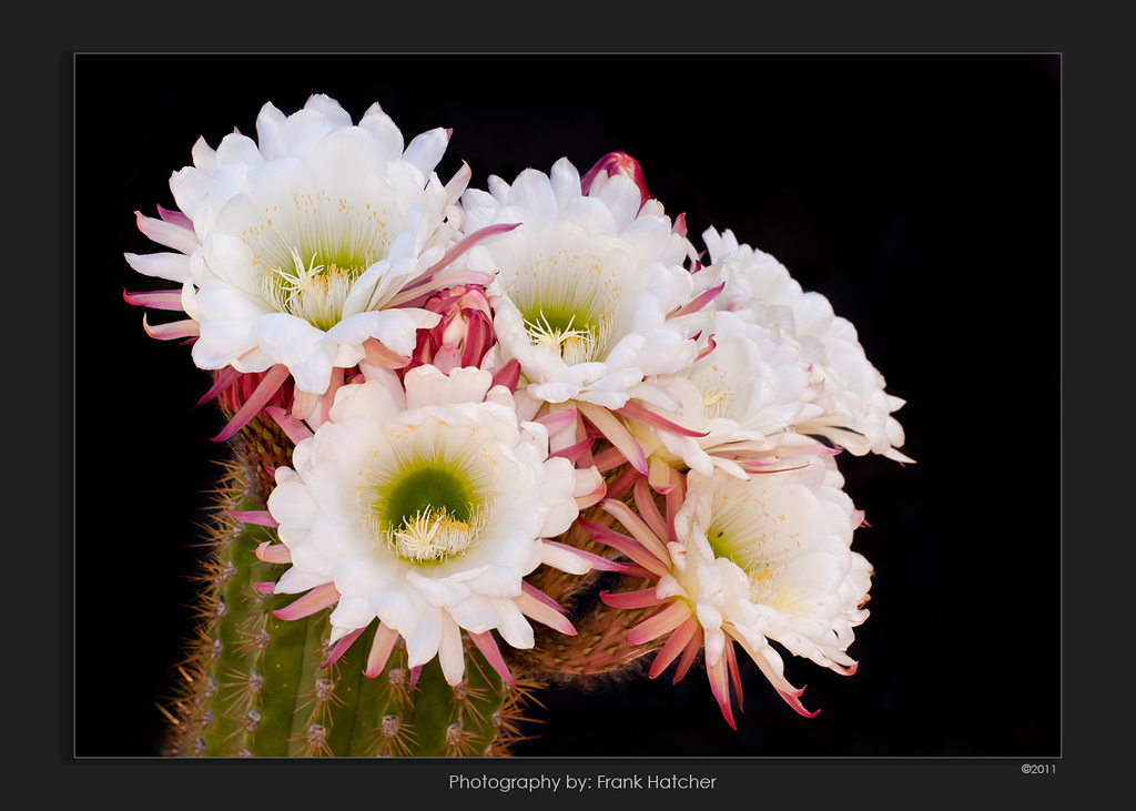 Desert Flowers