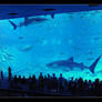 Okinawa Aquarium Whale Sharks