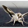 Mr Moth Series 03