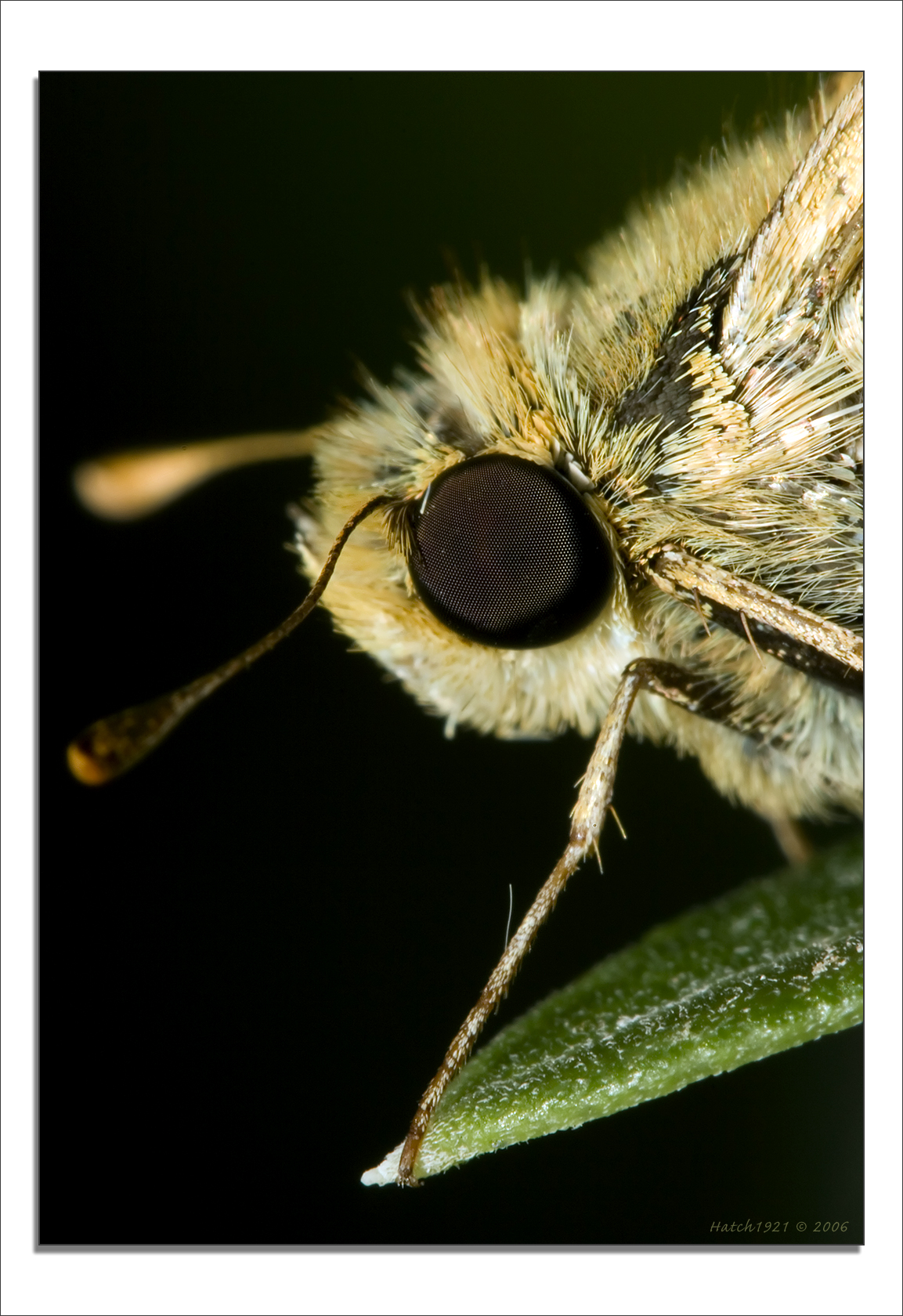 Small Skipper Butterfly