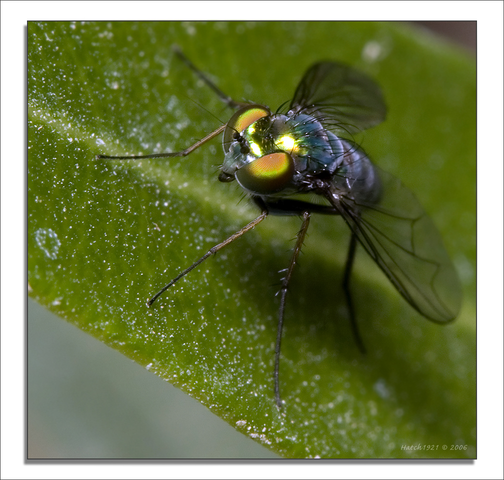 Tiny Green Fly 2