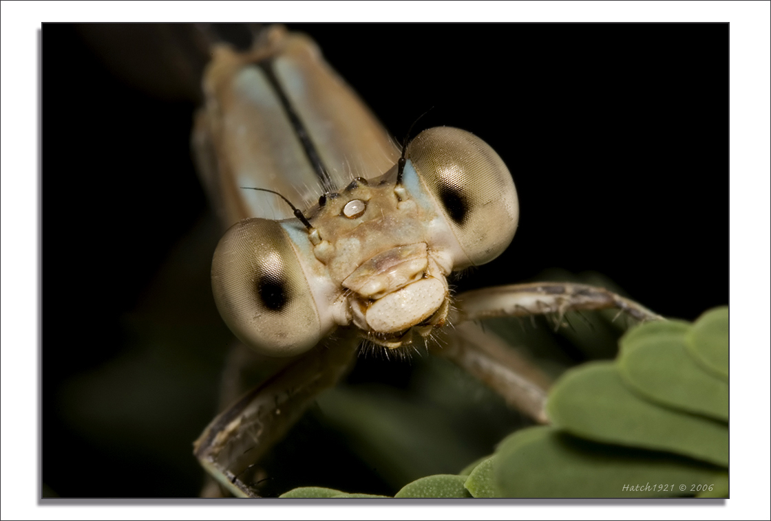 Damsel A little closer