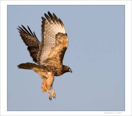 Red Tail Hawk Dec 06 04