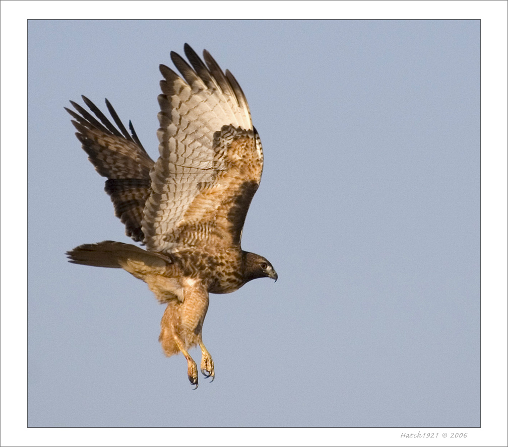 Red Tail Hawk Dec 06 04