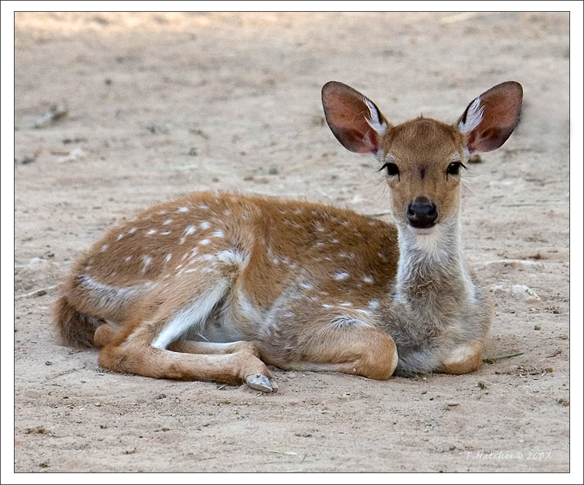 Baby Deer