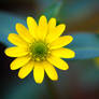 Yellow Flower Macro