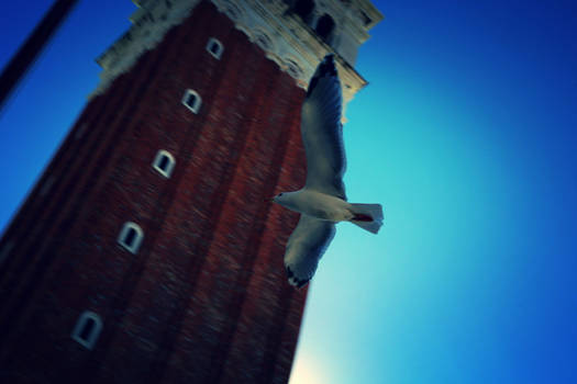 Seagull in Venice