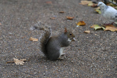 Squirrel in st James's Park London
