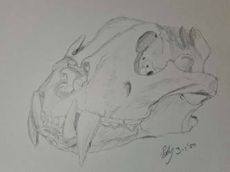 Tiger skull study