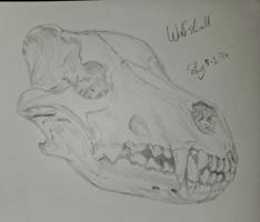 Wolf skull study