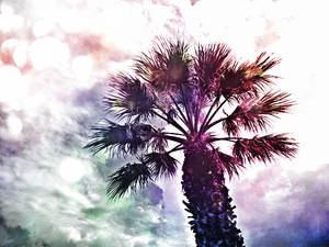 Palm