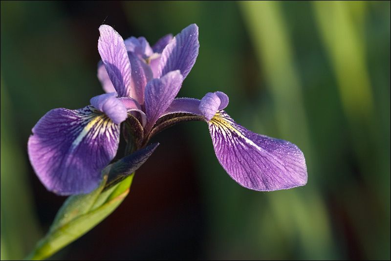 Iris versicolor