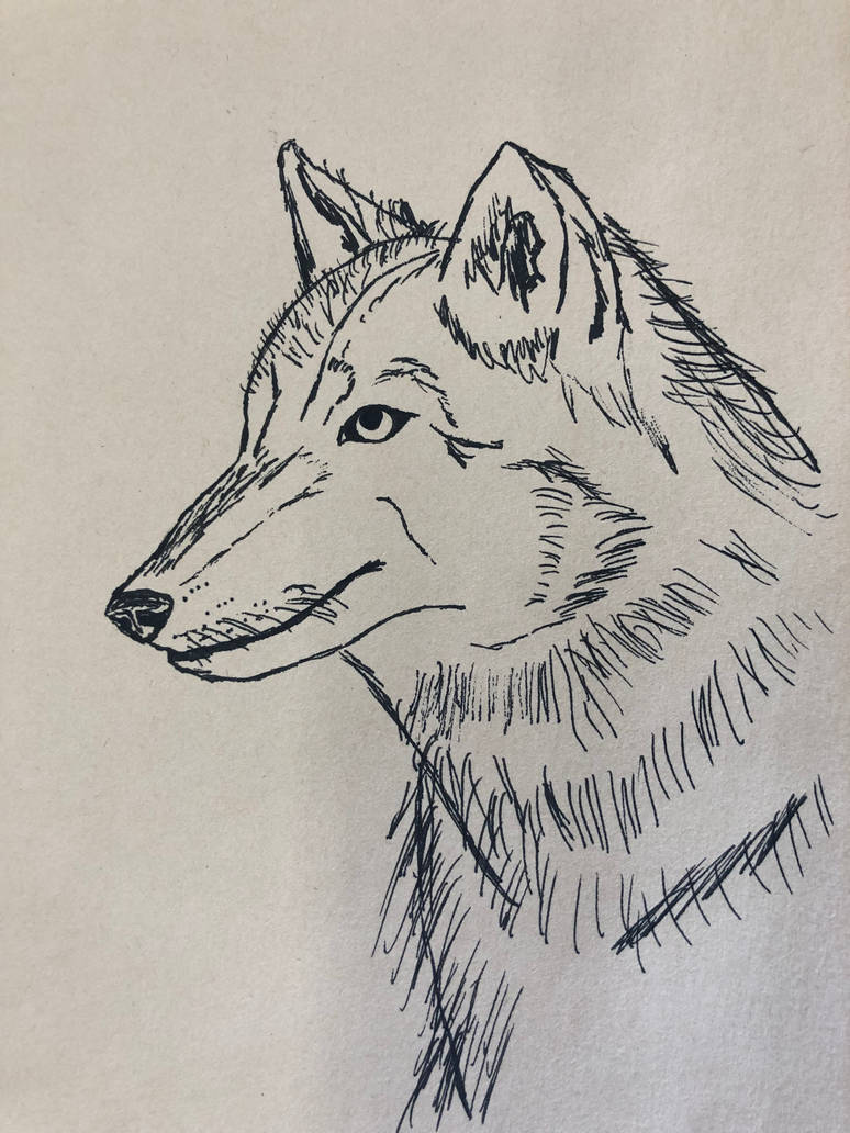 Realistic Timberwolf drawing by AlekayNugent15 on DeviantArt