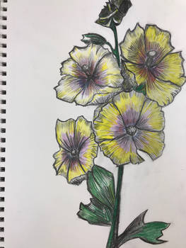 Yellow Violet Flowers Sketch