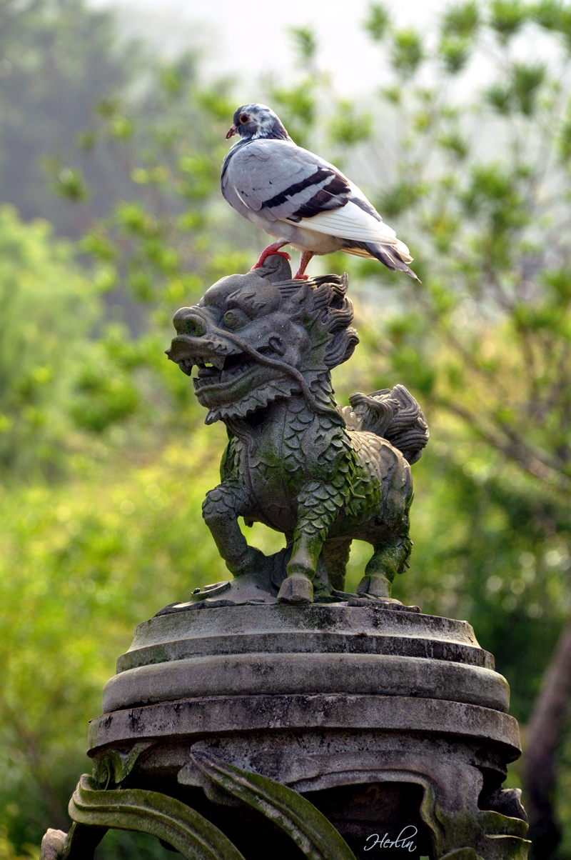 Pigeon On A Lion