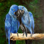 Blue macaws