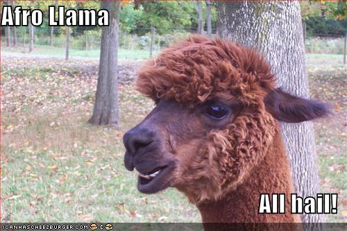 Afro Llama