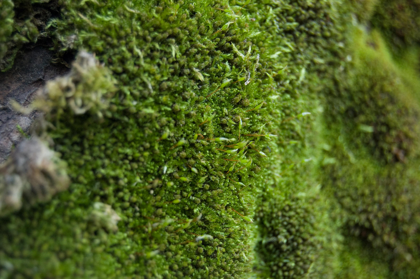 Moss Wall