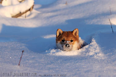 Oh, much snow, very wow