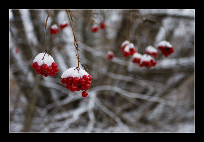 Winterberries