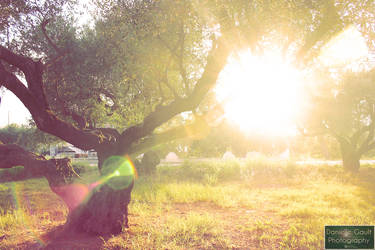 Lens Flare through an olive tree