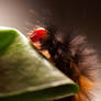 Wooly Bear Caterpillar