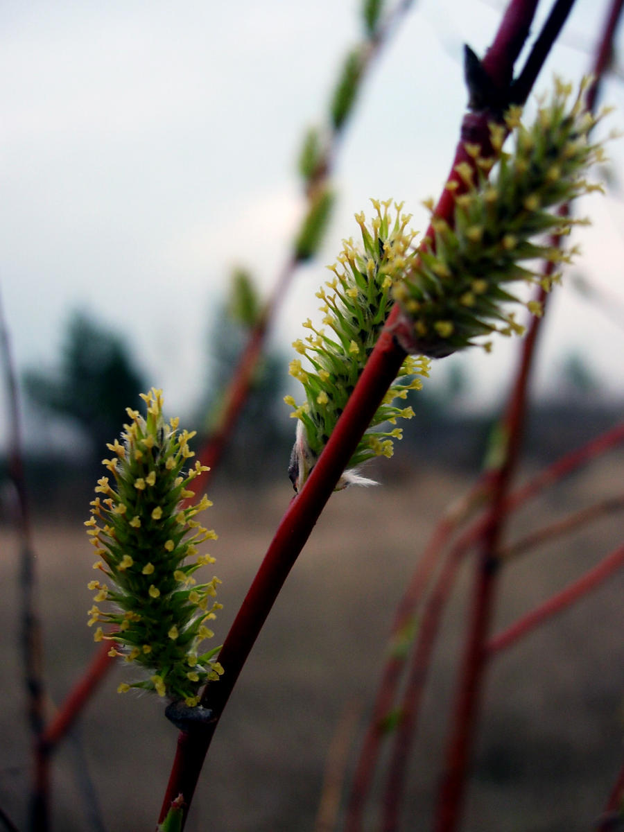 Silver willow blossoms