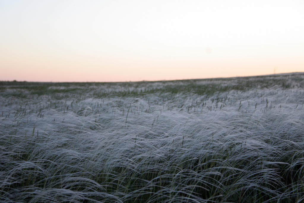 Feather grass in bloom stock #11